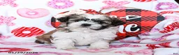 Shih Tzu dogs for sale: Graham - Ad 1