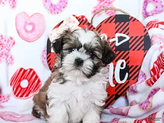 Shih Tzu dogs Graham - Ad 33