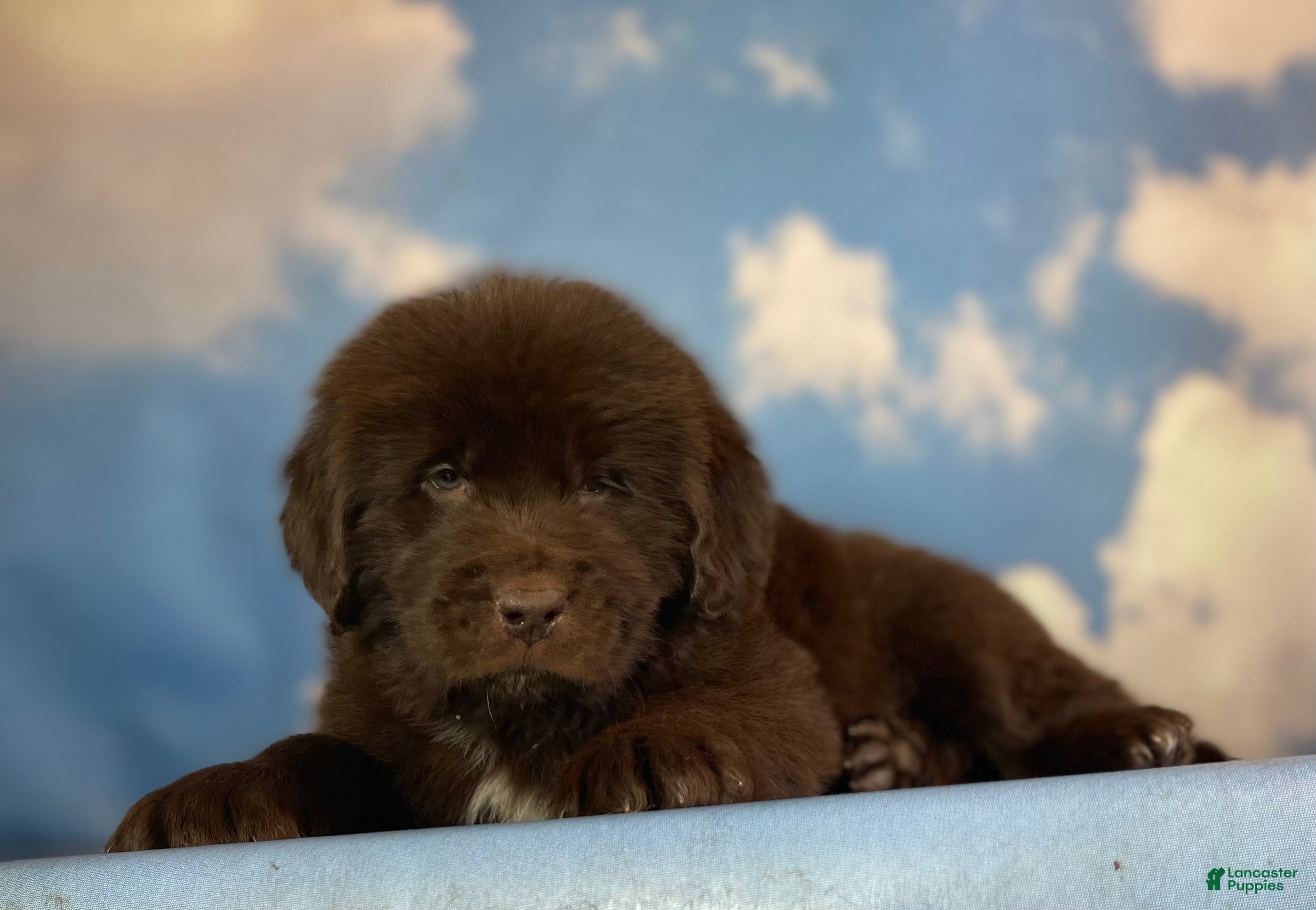 Newfoundland Dog Months Old Newfoundland Puppy On Lawn Stock Photo