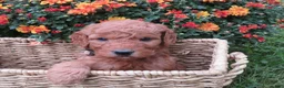 Mini Goldendoodle dogs for sale: Cookie - Ad 2