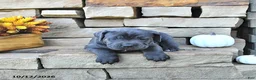 Cane Corso dogs for sale: Sage - Ad 3
