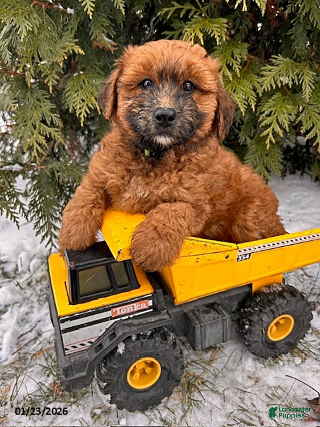 Whoodle dogs for sale: Westin - Ad 2