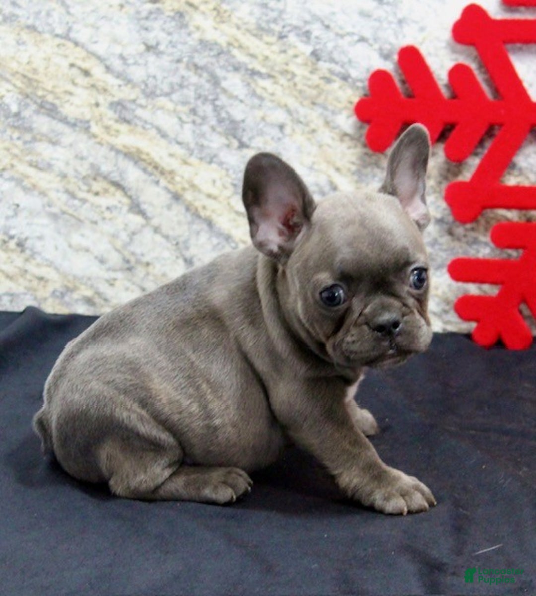 French Bulldog dogs for sale: Donna - Ad 5