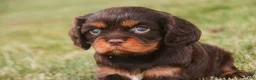 Cavalier King Charles Spaniel dogs for sale: Pollyanna Cavalier King Charles Spaniel  - Ad 3