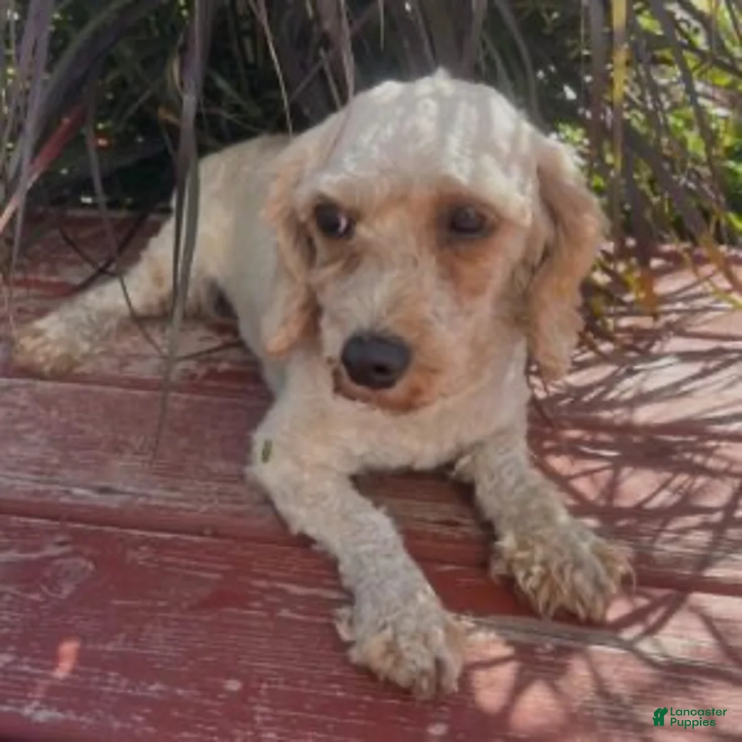 Cavapoo dogs for sale: Bubbles Cavapoo  - Ad 6