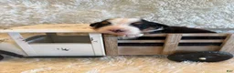 Bernese Mountain Dog dogs for sale: John - Ad 16