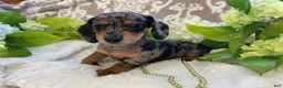 Miniature Dachshund dogs for sale: Elsie - Ad 14