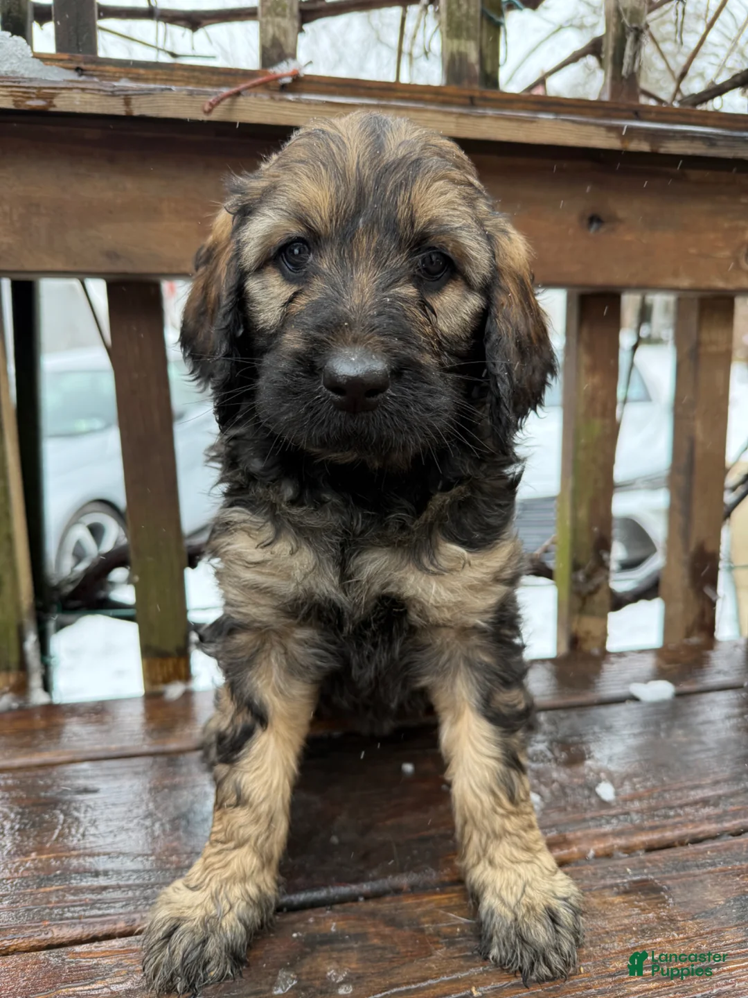 Goldendoodle dogs for sale: Zara - Ad 1