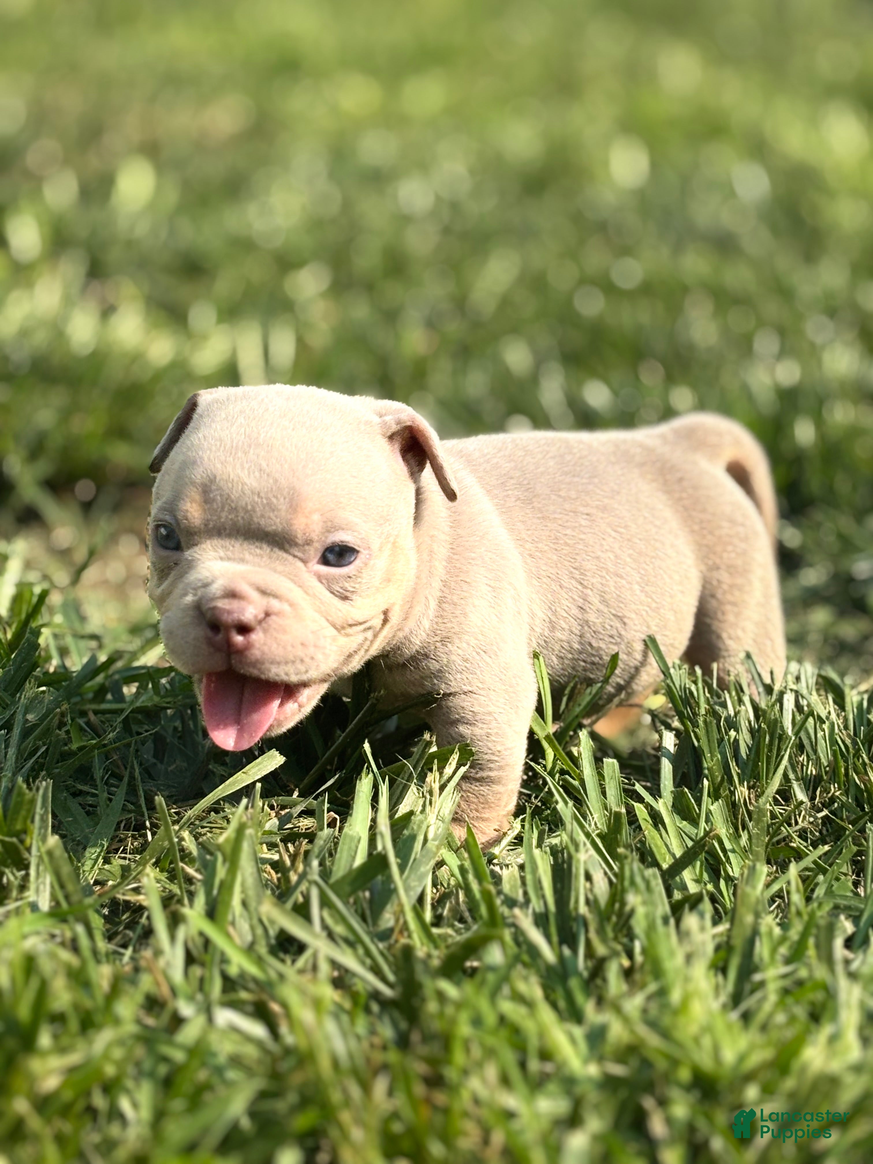 American Bully dogs American Bully 1 - Ad 8