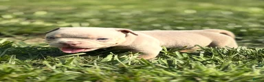 American Bully 1