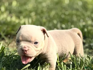 American Bully dogs American Bully 1 - Ad 8