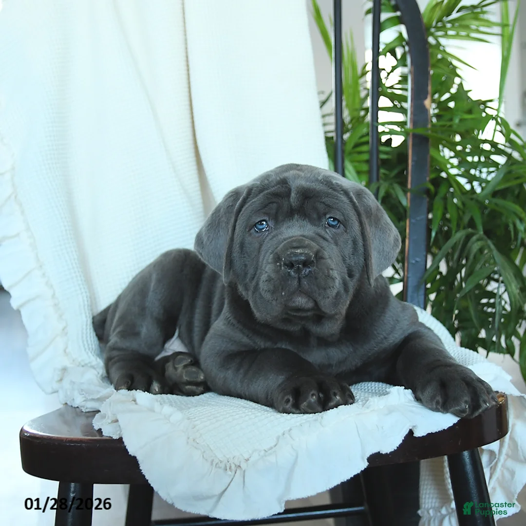 Cane Corso dogs for sale: Apollo - Ad 4