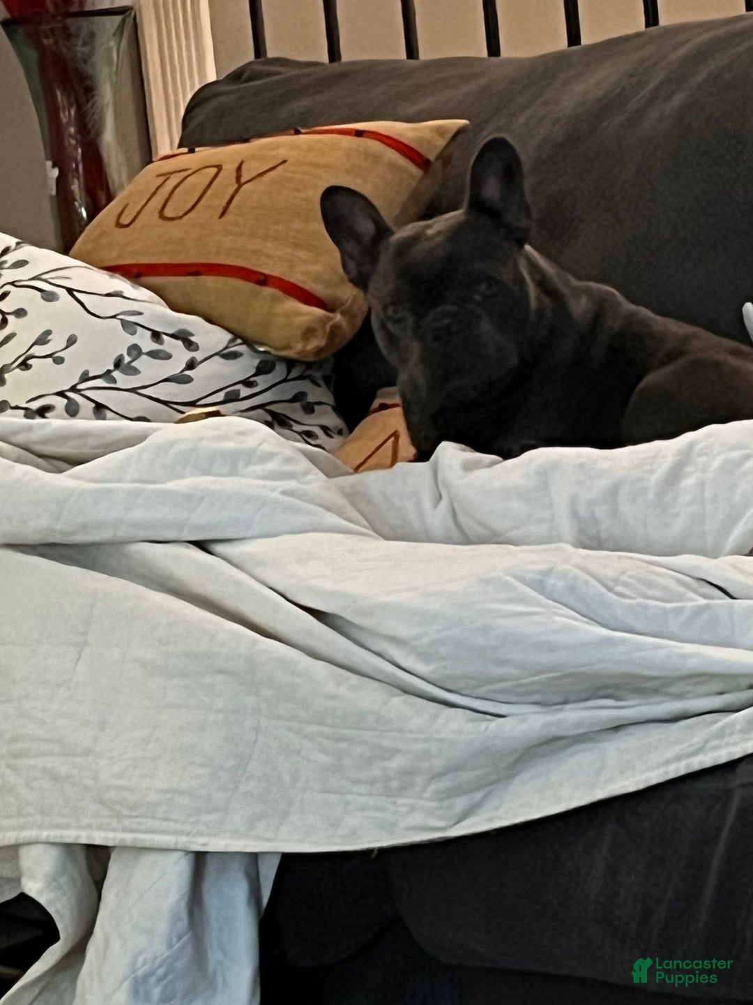 French Bulldog dogs for sale: French Bulldog Puppy 7 - Ad 14