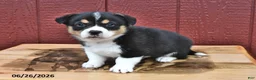 Welsh Corgi Pembroke dogs for sale: Jasper - Ad 4
