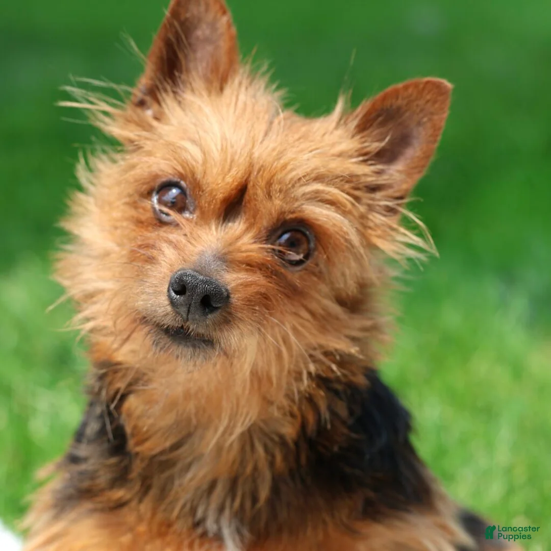 Yorkshire Terrier dogs for sale: Rusty  - Ad 7