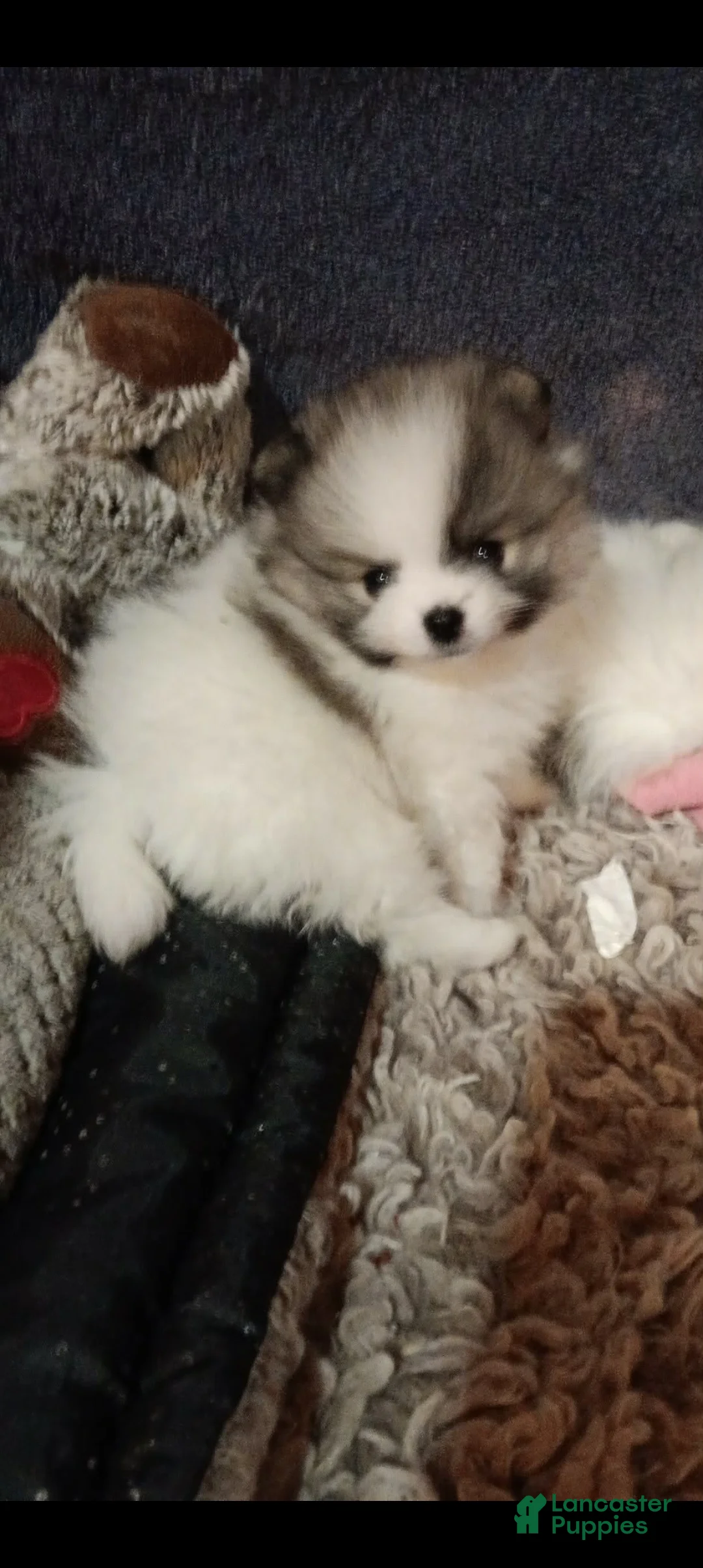 Pomeranian dogs for sale: Pomeranian Puppy 4 - Ad 2