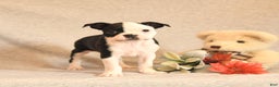 Boston Terrier dogs for sale: Smores - Ad 1