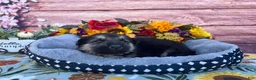 German Shepherd dogs for sale: Onyx - Ad 5