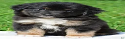 Miniature Australian Shepherd dogs for sale: Ian - Ad 10