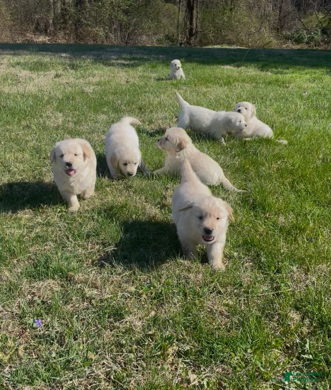 Golden Retriever dogs for sale: Olson - Ad 2