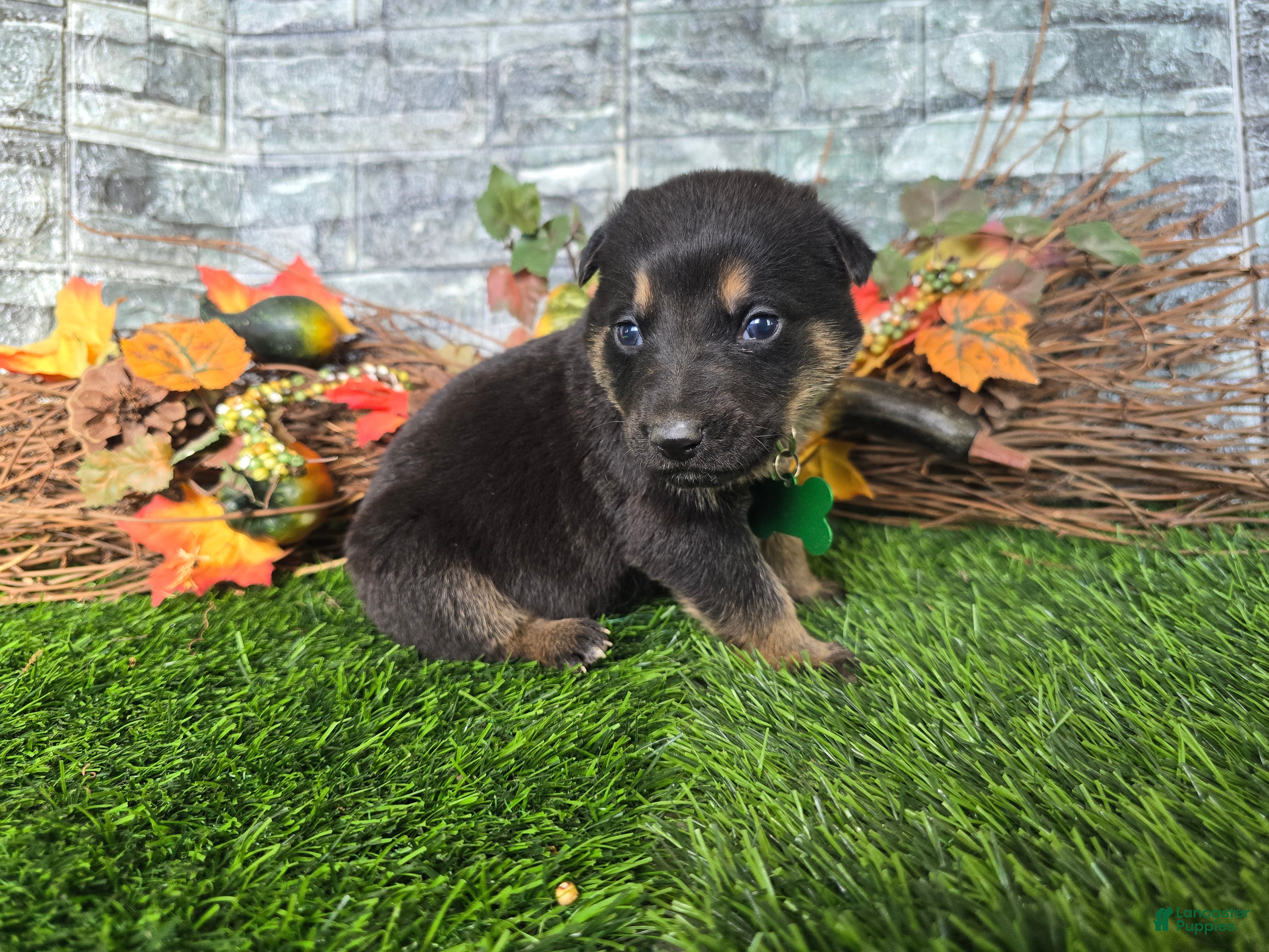 German Shepherd dogs for sale: German Shepherd 4 - Ad 1