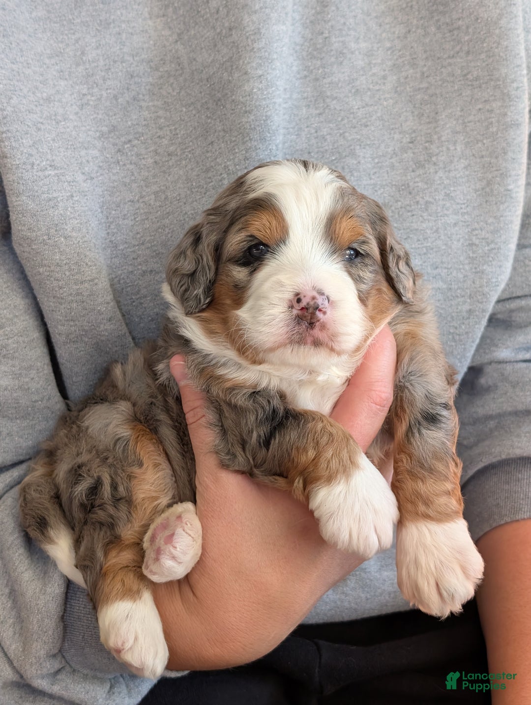 Mini Bernedoodle dogs for sale: Mini Sadie  - Ad 20