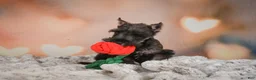 Miniature Schnauzer dogs for sale: Rose - Ad 12