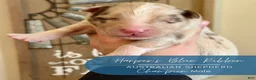 Australian Shepherd dogs for sale: Champion - Ad 2