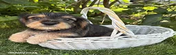 Schnoodle dogs for sale: Tessa - Ad 2