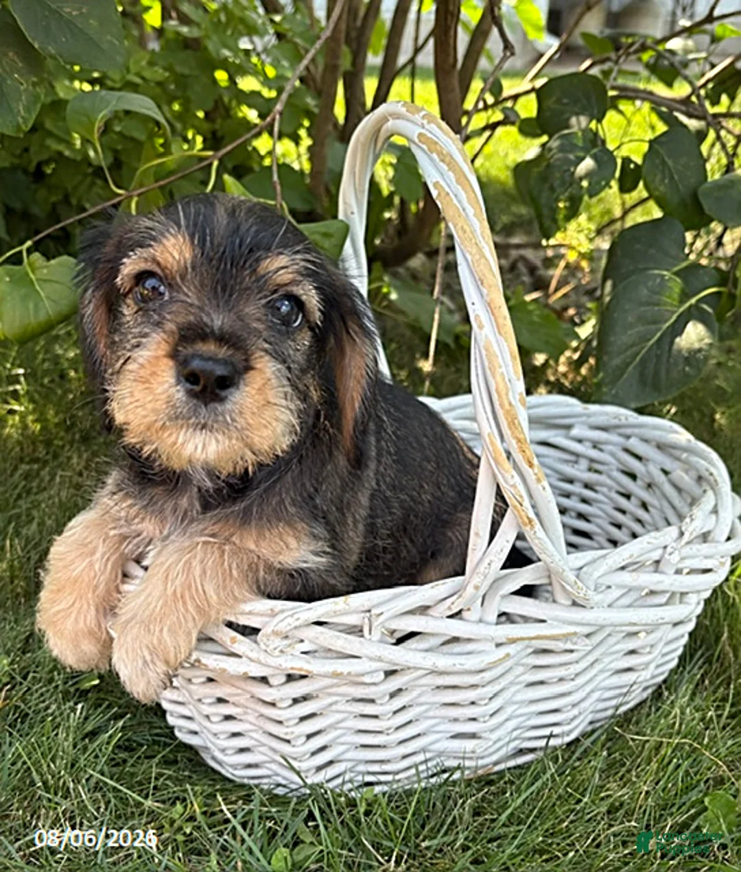 Schnoodle dogs for sale: Tessa - Ad 2