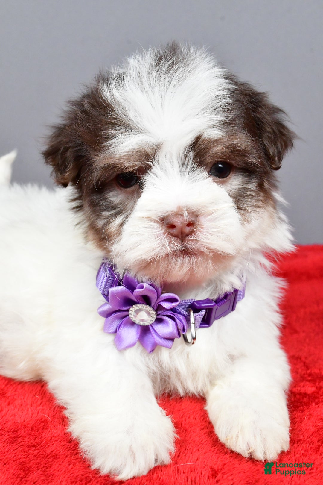 Havanese dogs for sale: Callie - Ad 3