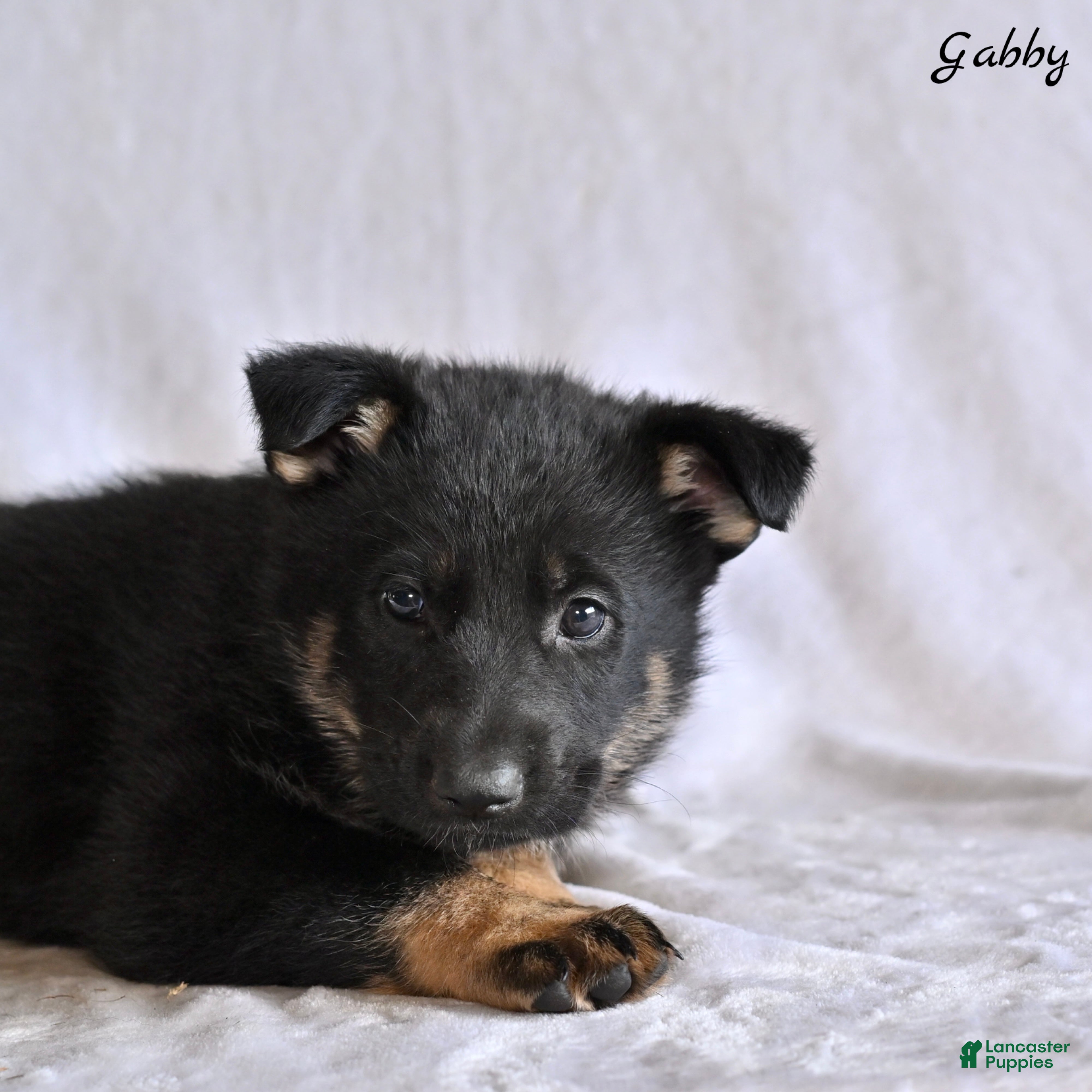 German Shepherd dogs Gabby - Ad 2