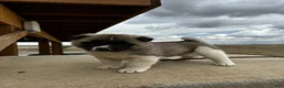 Akita dogs for sale: Bentley – Female - Ad 4