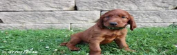 Irish Setter dogs for sale: Cocoa - Ad 3
