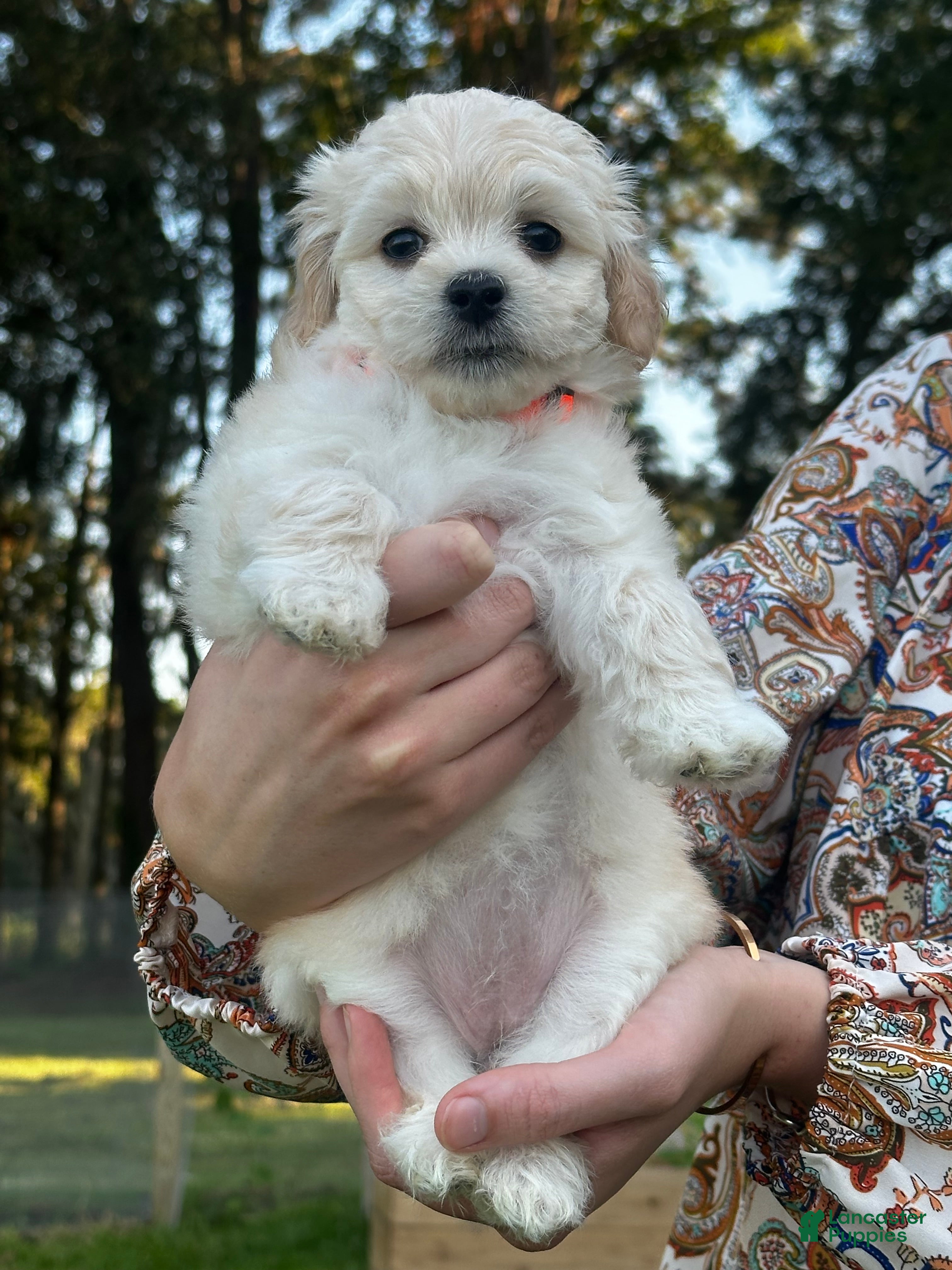 Maltipoo dogs Gertie - Ad 1