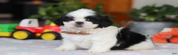 Shih Tzu dogs for sale: Gordon - Ad 9