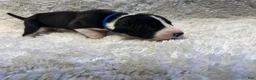 Great Dane dogs for sale: Flipz - Ad 3