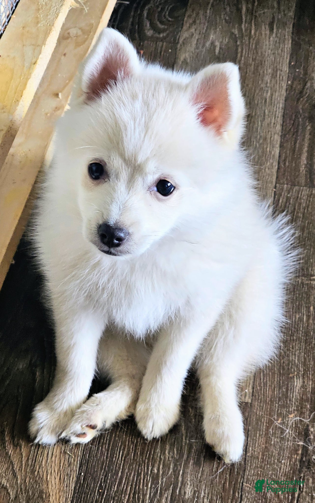 Pomsky dogs Pomsky Puppy 1 - Ad 27