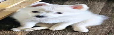 Pomsky Puppy 1