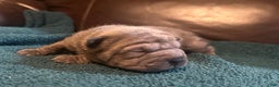 Shar Pei dogs for sale: Valentine - Ad 3