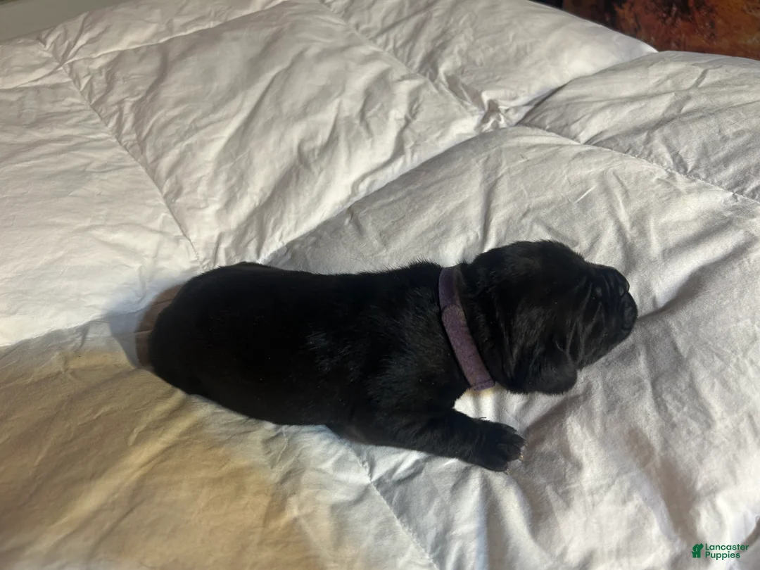 Cane Corso dogs for sale: Cane Corso Puppy 7 - Ad 1