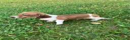 Miniature Dachshund dogs for sale: Akc Leo - Ad 4