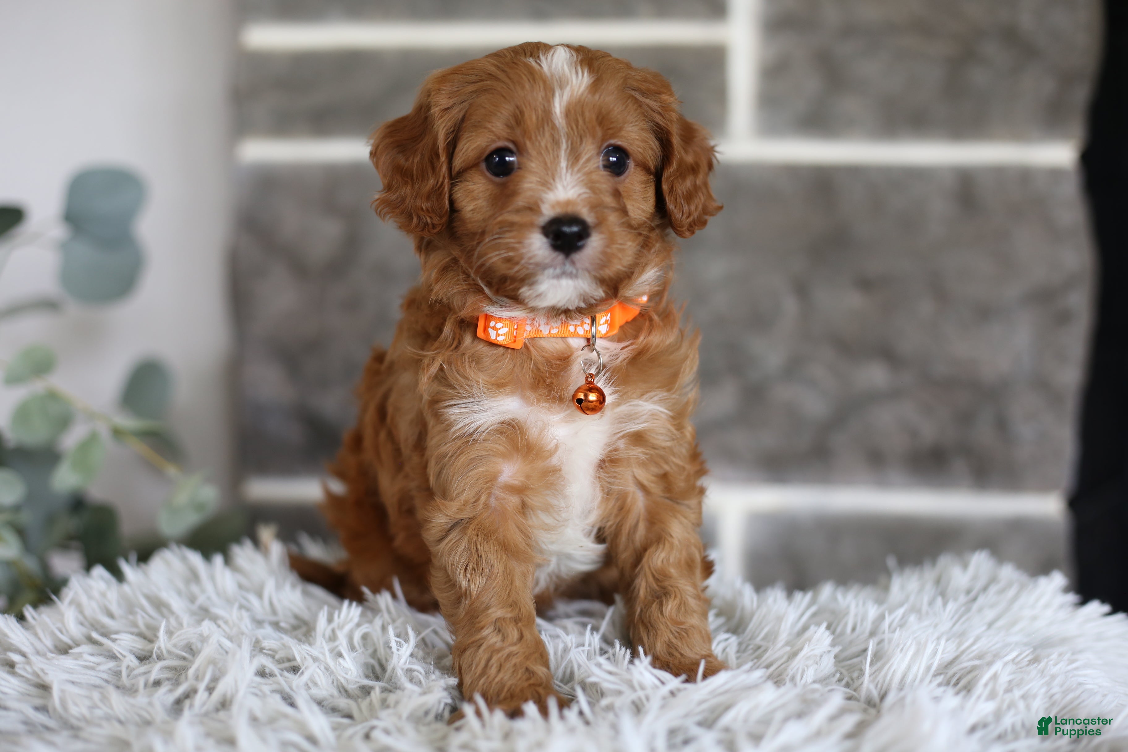Cavapoo dogs Prince - Ad 2