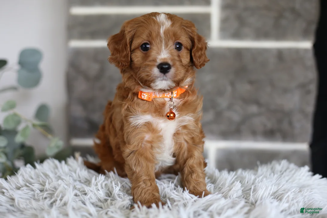 Cavapoo dogs for sale: Prince - Ad 2