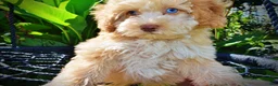 Havapoo dogs for sale: Gracie - Ad 3