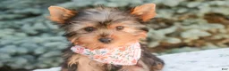 Yorkshire Terrier dogs for sale: Aspen - Ad 3