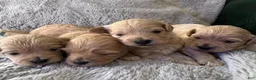 Maltipoo dogs for sale: Milo - Ad 9