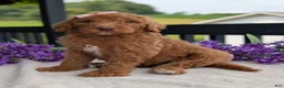 Goldendoodle dogs for sale: Miss Daisy - Ad 14