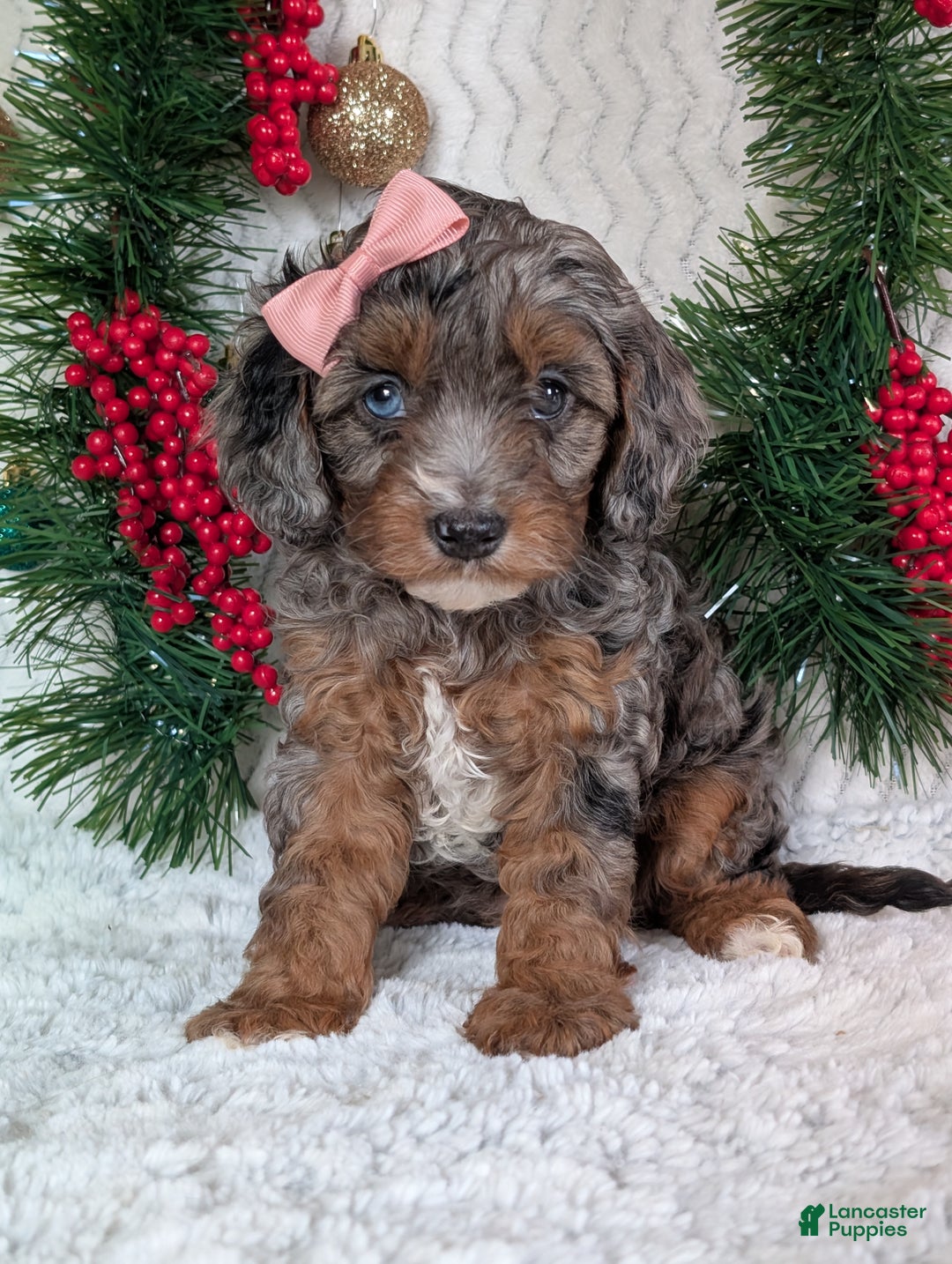 Cavapoo dogs for sale: Abby  - Ad 12