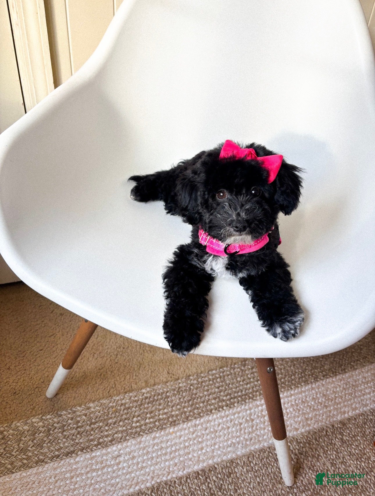 Toy Poodle dogs Jelly - Ad 38